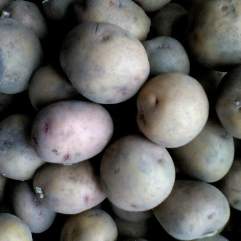 Где купить семенную. Семенной картофель в Солано рус. Семенной картофель Челябинск. Отдам семенной картофель. Семена картошки Мельба.