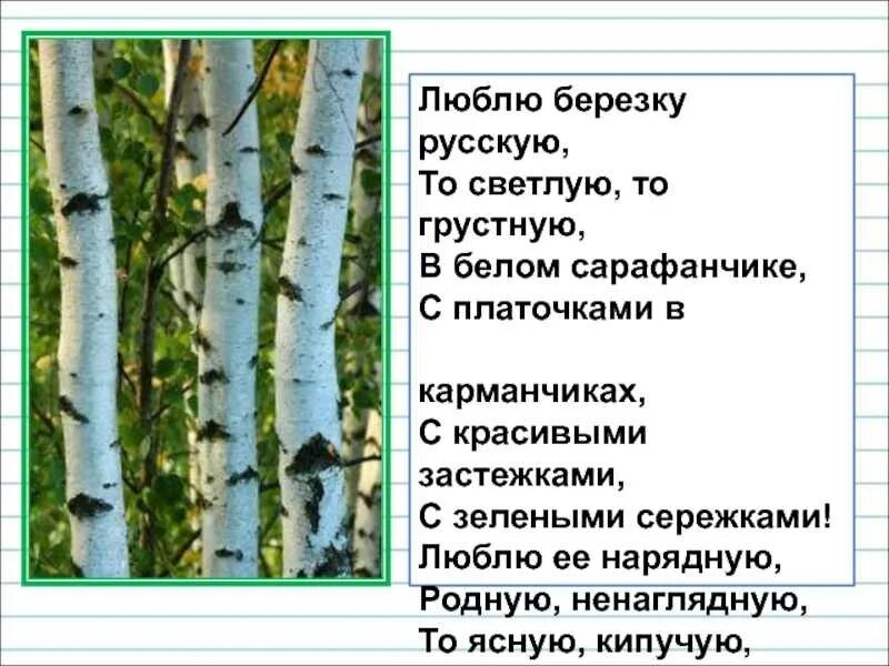 Прокофьев береза стихотворение. Стих Прокофьева береза. Люблю березу русскую а.Прокофьев. Стих люблю березку русскую то светлую то грустную.