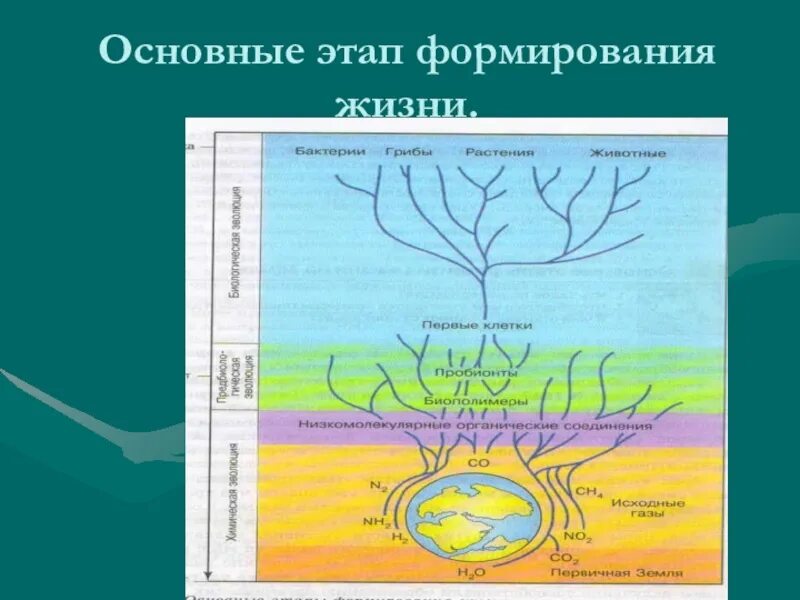 Начальные этапы развития жизни 9. Основные этапы формирования жизни. Основные этапы формирования жизни на земле. Начальные этапы развития жизни. Этапы возникновения жизни на земле схема.