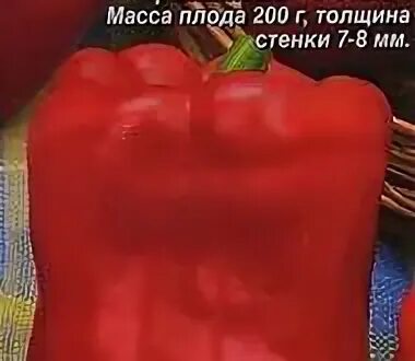 Перец калифорнийское чудо красный. Перец сладкий тайфун 0,25гр/10. Сорт перца сибирский формат. Перец сладкий орьен. Раннеспелый сорт сладкий перец для сибири-урожайные.