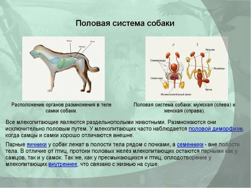 Строение млекопитающих. Системы органов млекопитающих. Внешнее и внутреннее строение млекопитающих. Внутренная строени млекопитающие.