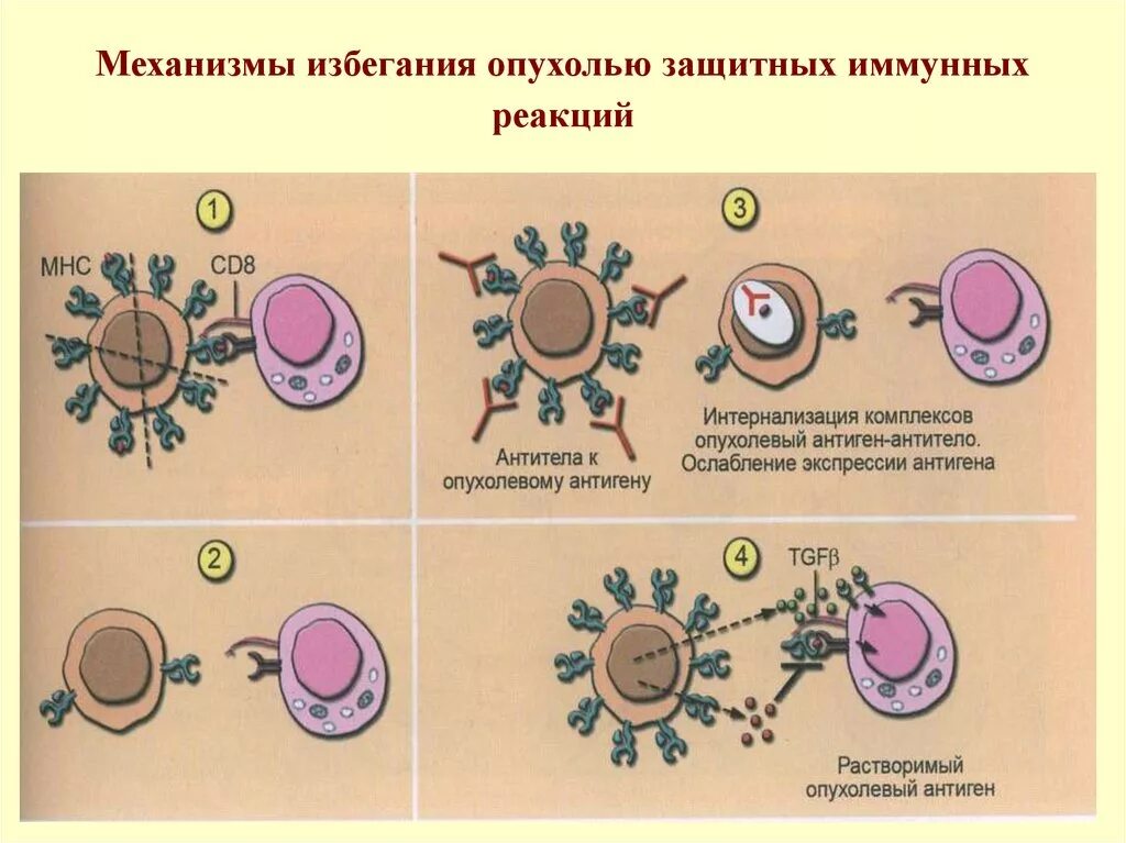 Иммунные часы. Механизм избегания опухолями иммунологического надзора. Механизмы противоопухолевого иммунитета иммунология. Механизмы избегания опухолью защитных иммунных реакций. Механизмы иммунологических реакций.