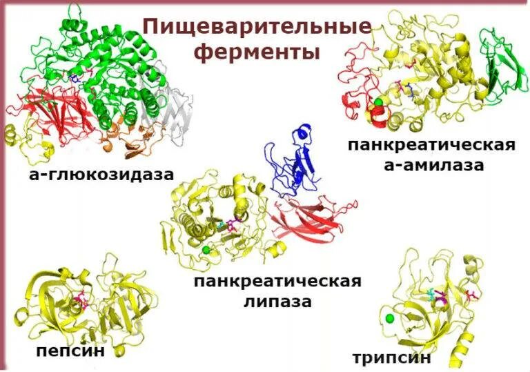Ферменты выполняют функцию защитную. Пищеварительные ферменты. п щеварительные ферменты. пешиварителная ферменти. пищевартьельные фермен ы.
