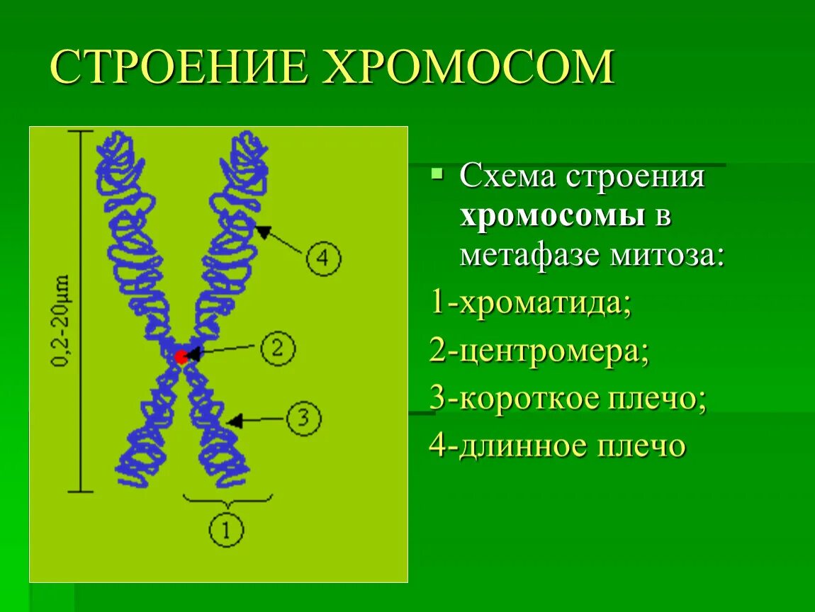 Хромосома в растительной клетке. Строение хромосомы 10 класс биология. Строение клетки хромосомы строение и функции. Строение хромосом в световом микроскопе. Схема строения хромосомы.