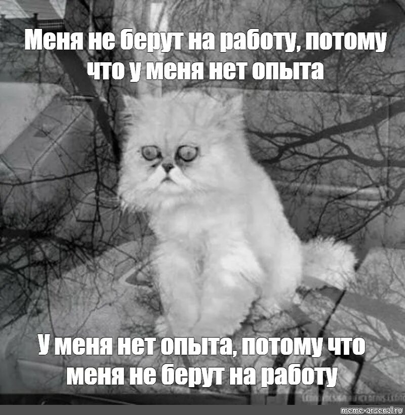 Решил взять потому что. У меня нет работы. Мем про опыт работы. Нет работы нет опыта. Не берут на работу.