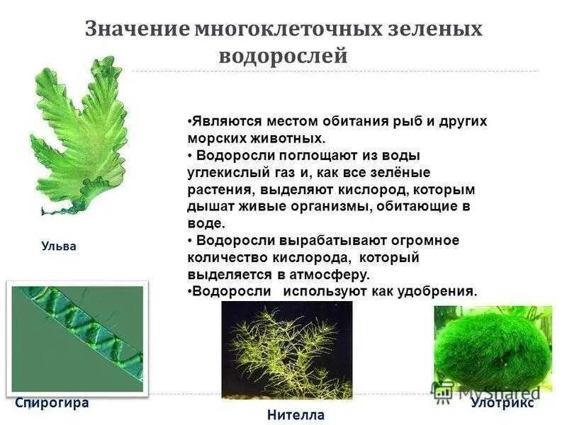 Характеристика классов водорослей