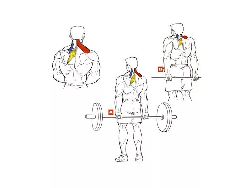Шея гантелями. Шраги (трапеции) со штангой стоя. Шраги со штангой спереди. Шраги со штангой стоя техника выполнения.