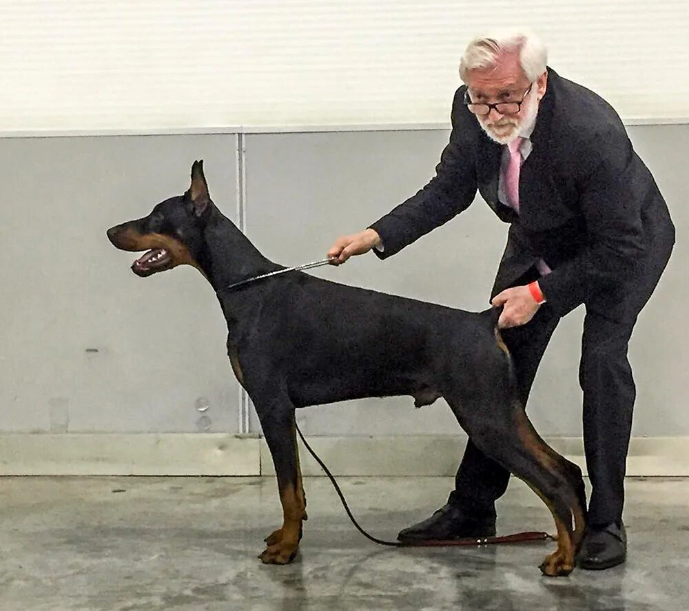 доберман 2023. доберман собака рядом с человеком. катрин доберман. доберман эстетика. дрессировка добермана.