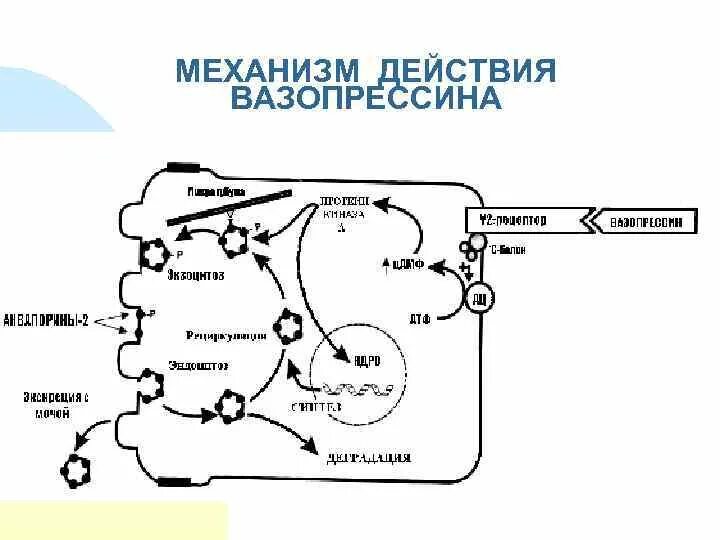 Схема регуляции реабсорбции. Антидиуретический гормон (адг). Механизм влияния вазопрессина на память. Вазопрессин гормон механизм действия. Схема действия антидиуретического гормона.