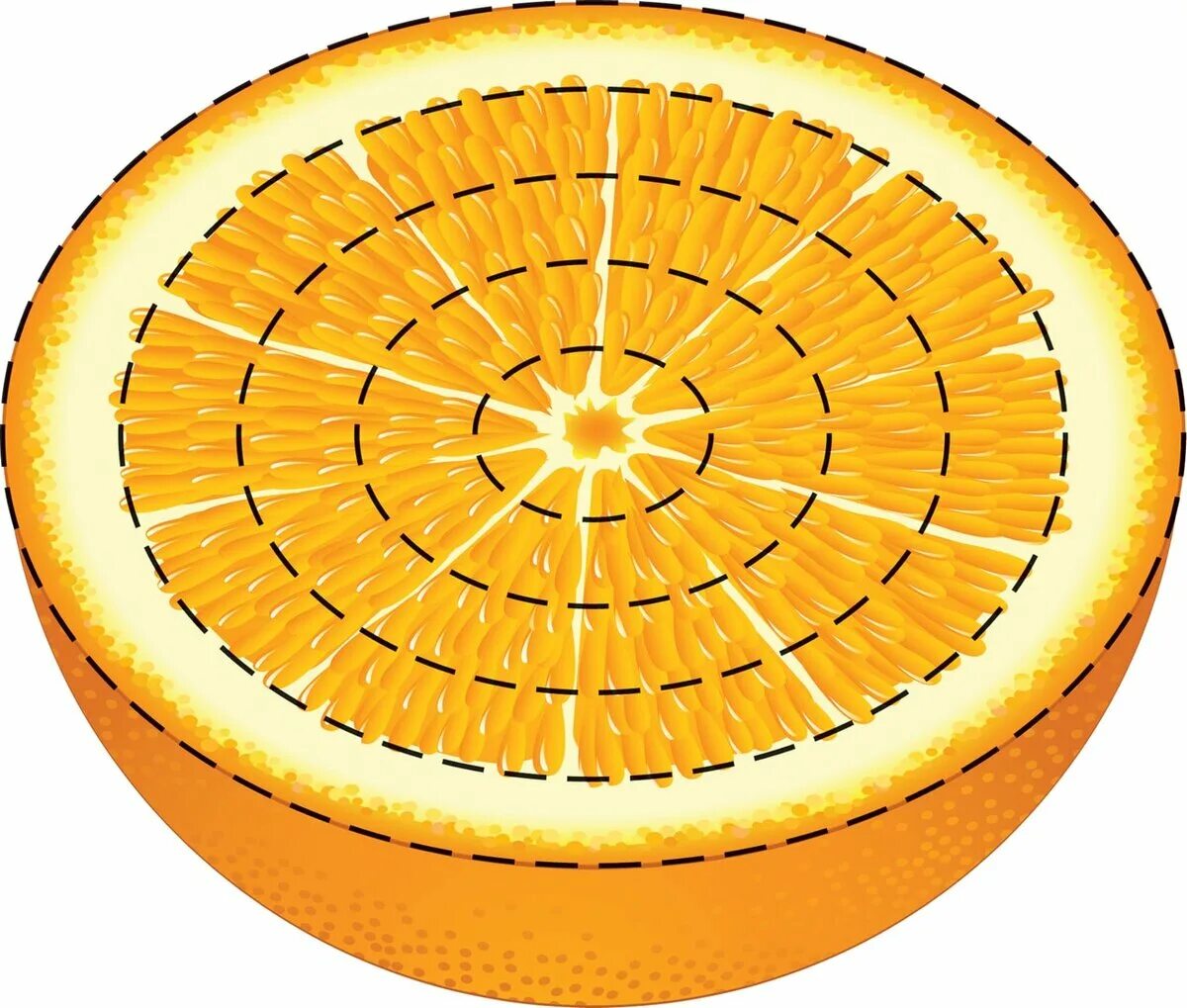 Вес кожуры апельсина. Половинка апельсина. Объем шкурки апельсина. Апельсин в форме шарика. Апельсины вес и объем.