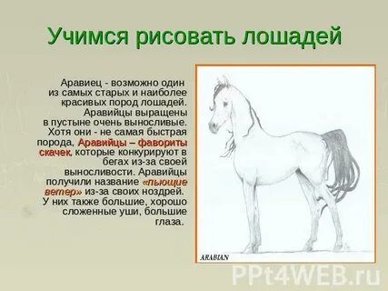 Что делает лошадь