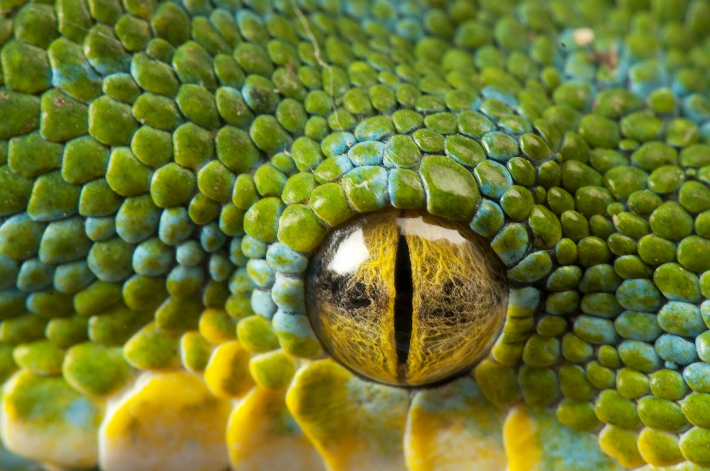 Какой элемент инфраглаза змеи выполняет. Глаза змеи. Глаза змеи желтые. Глаз змеи крупным планом. Милые змеи.