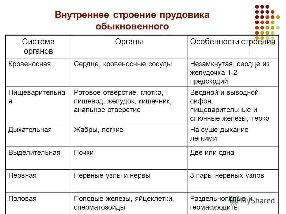 Внутреннее строение моллюсков таблица органы и системы. Внутреннее строение моллюсков таблица. Таблица системы органов моллюсков 7 класс биология. Таблица биология 7 класс моллюски система органов органы и функции. Признаки характерные для прудовика