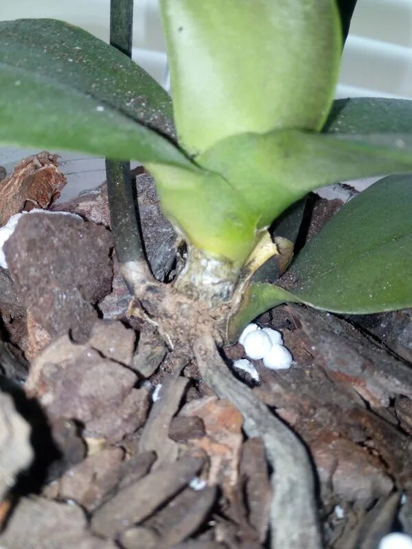 Фаленопсис листья. Орхидея фаленопсис сгнили корни. Орхидея фаленопсис корни. Здоровые корни орхидеи фаленопсис. Орхидея фаленопсис сгнили корни.