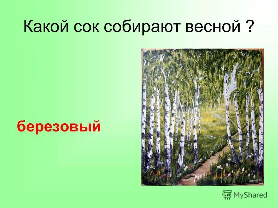 Ранней весной в березовой роще можно найти. Какой сок собирают весной. Как развивается береза весной.