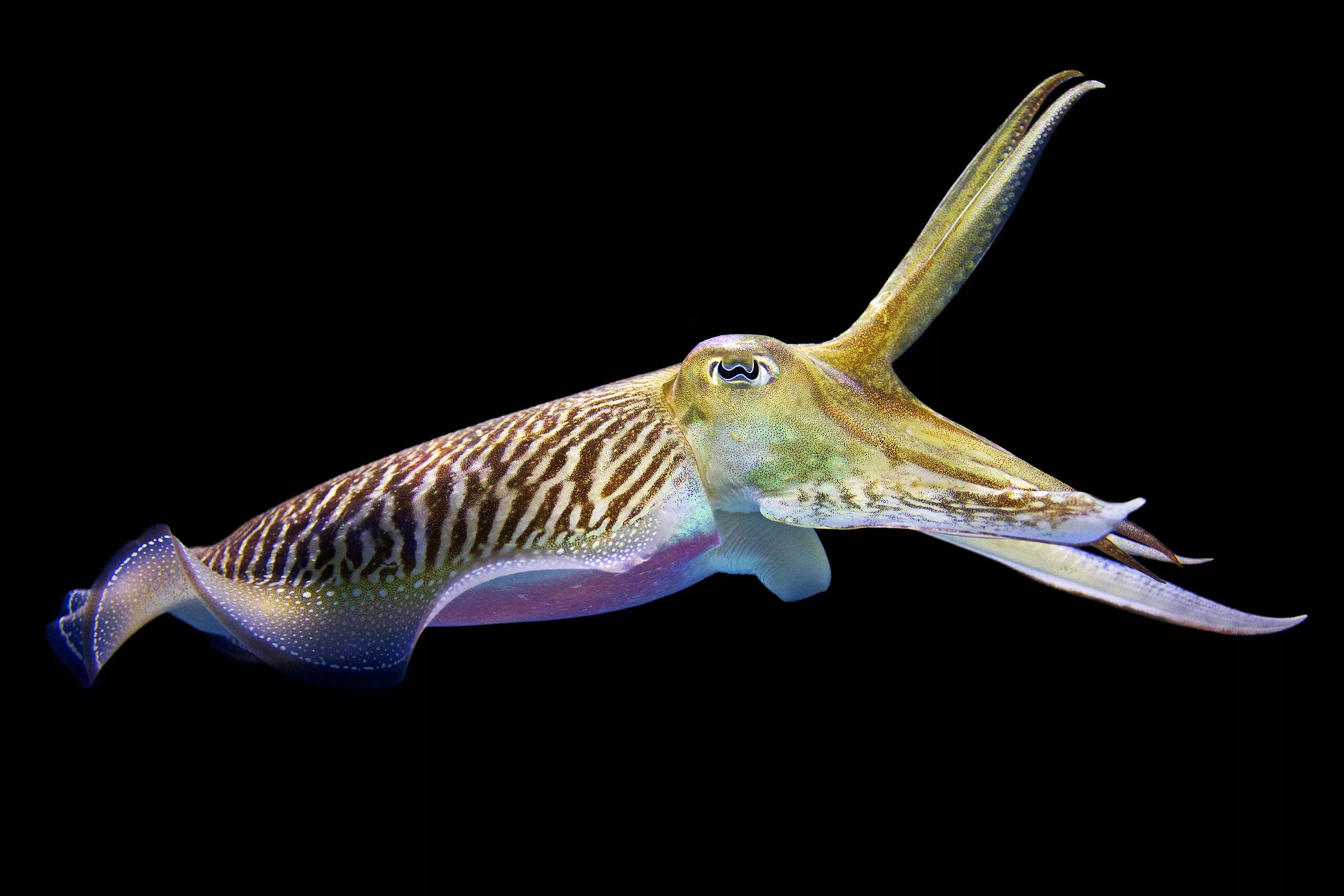 Головоногие моллюски каракатица. Сепия панцирь каракатицы. Каракатица моллюск. Каракатица Sepia officinalis.