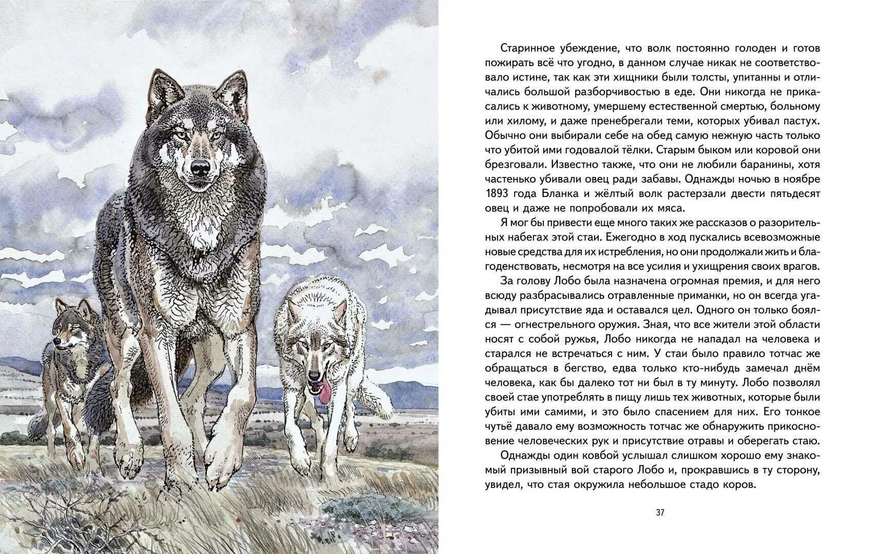 Волк Лобо Сетон Томпсон. Энстон Томпсон рассказы о животных Лобо. Волк Лобо книга Сетон Томпсон.