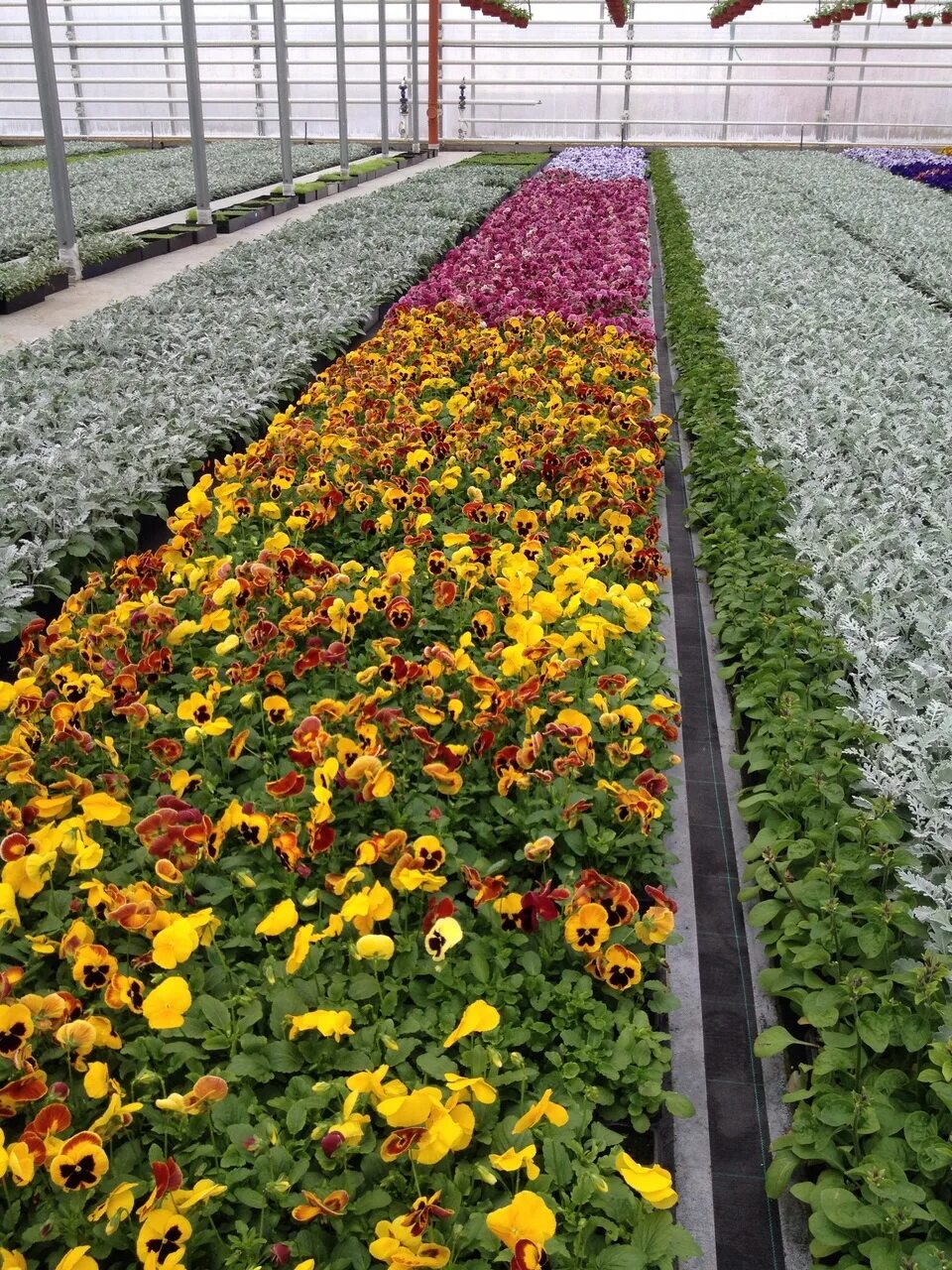 сибирские газоны новосибирск кольцово тюльпаны. сибирские газоны новосибирск кольцово кустарники декоративные. газоны сибири новосибирск кольцово. сибирские газоны новосибирск кольцово тюльпаны. питомник сибирские газоны в кольцово новосибирск.