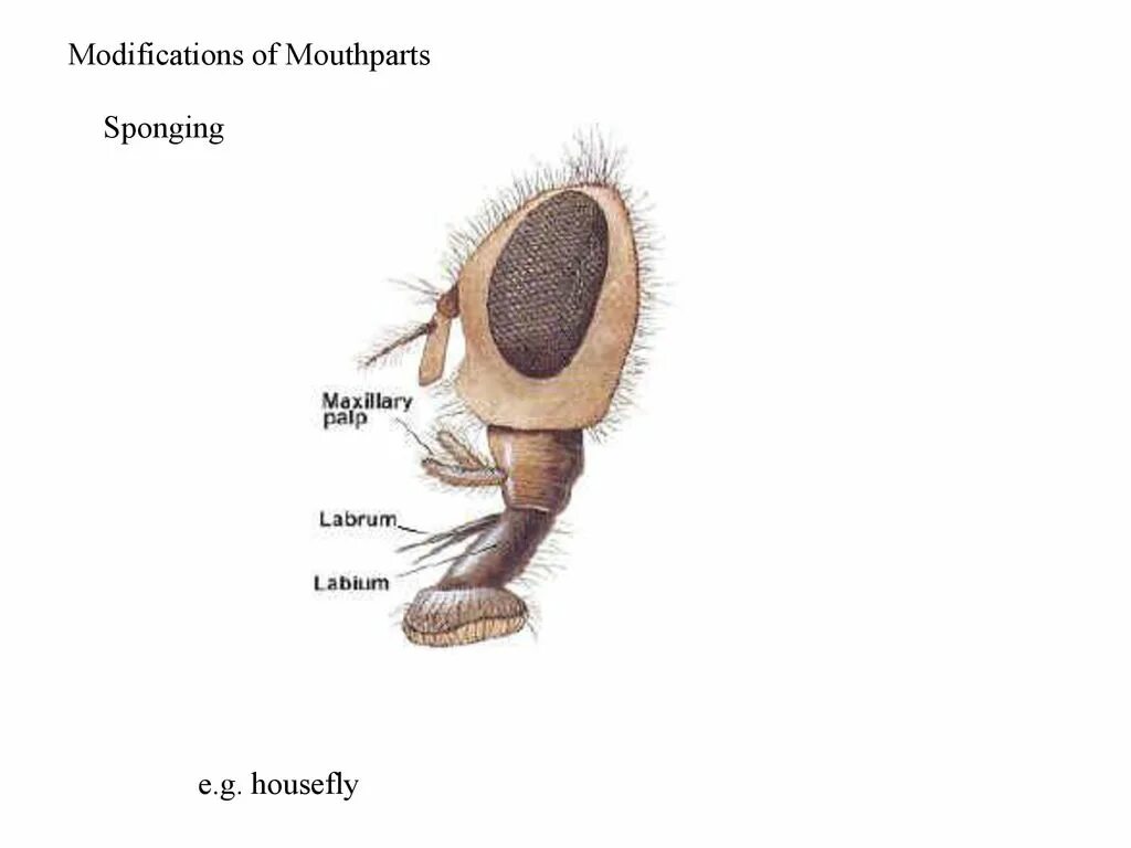 The insect tribe doesn t normally allow. Insect mouthparts. types of mouthparts of insects presentation.