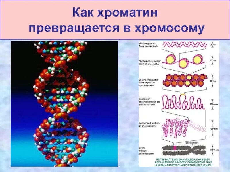 Эукариотическая клетка молекула днк. Строение хроматина и хромосомы. Строение ядра хроматин. Хромосомы хроматин строение и функции. Структура ДНК хроматин.