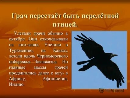 Вороны перелетные птицы или нет