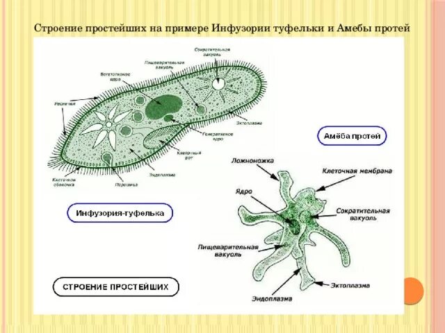 Строение типа простейшие. Пищеварительная вакуоль у эвглены зеленой. Внутреннее строение эвглены зеленой. Строение амебы и инфузории. Строение эвглены зеленой базальное тельце.