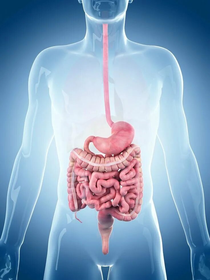 Пищеварительная система фото The Digestive System song YouTube