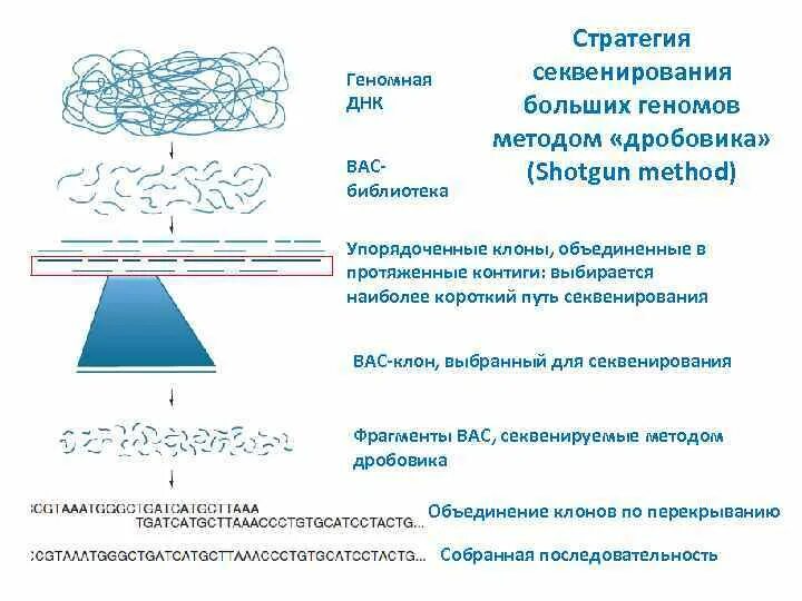 Полногеномное секвенирование что это. Метод дробовика секвенирование. этапы секвенирования. виды секвенирования. геномное секвенирование анализ.