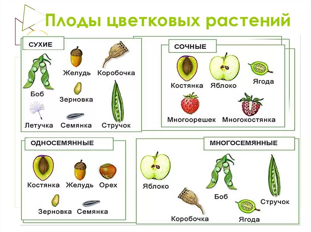 Причины большого разнообразия плодов у цветковых растений. Плоды цветковых растений. классификация плодов сочные плоды примеры. типы плодов у цветковых растений. плоды растений биология 6 класс.