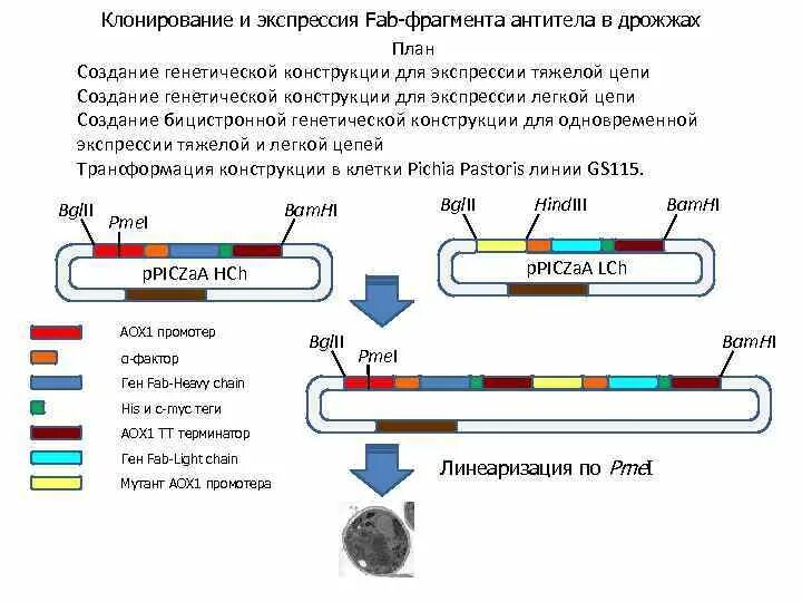 Дифференциально экспрессируемые гены. Понятие о дифференциальной экспрессии генов. Система экспрессии. Исследование экспрессии генов. Системы экспрессии в дрожжах.
