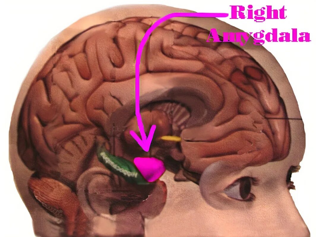 Амигдала миндалевидное тело. Гипофиз и Амигдала. Amygdala в головном мозге.