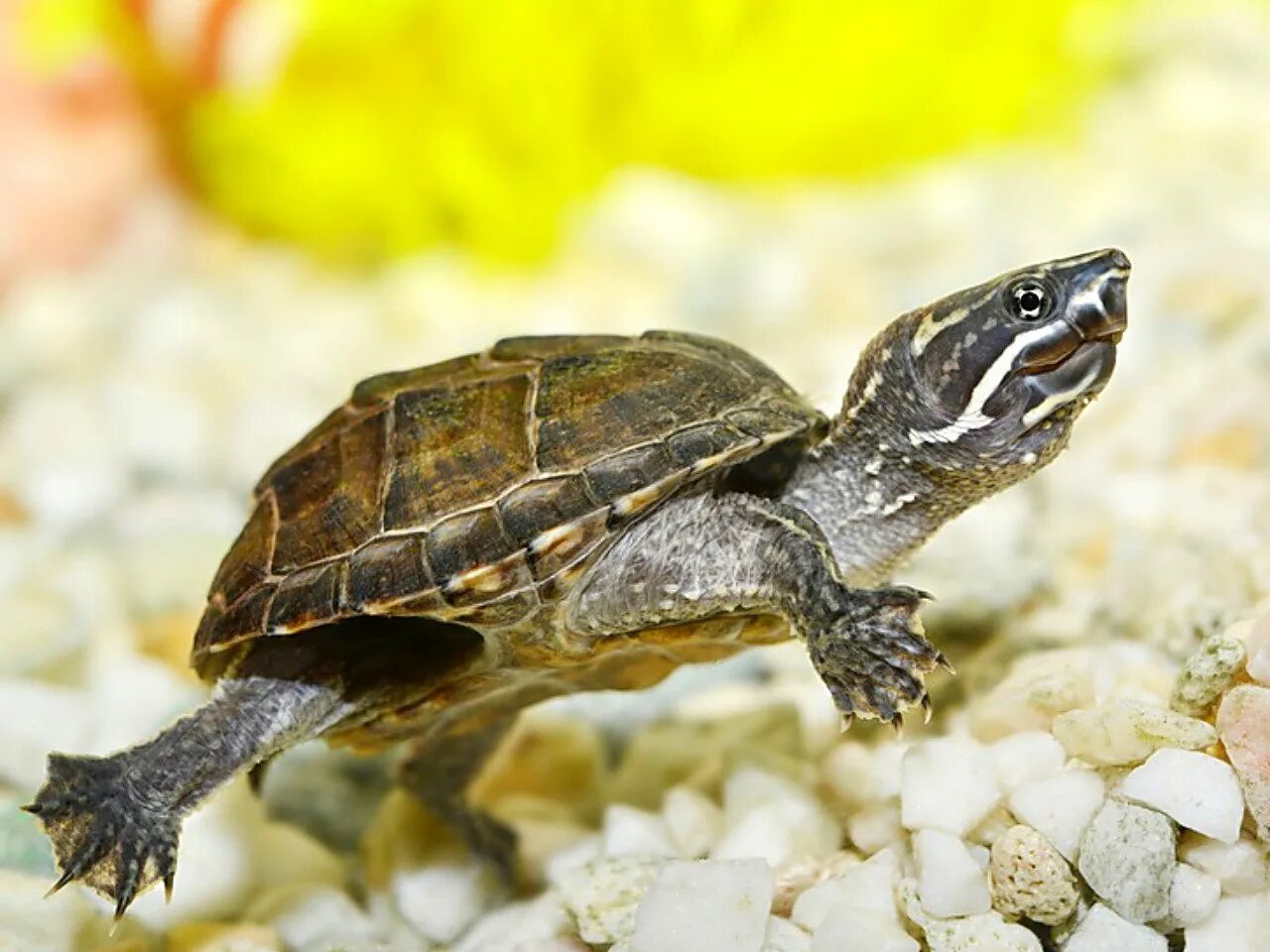T1 turtle