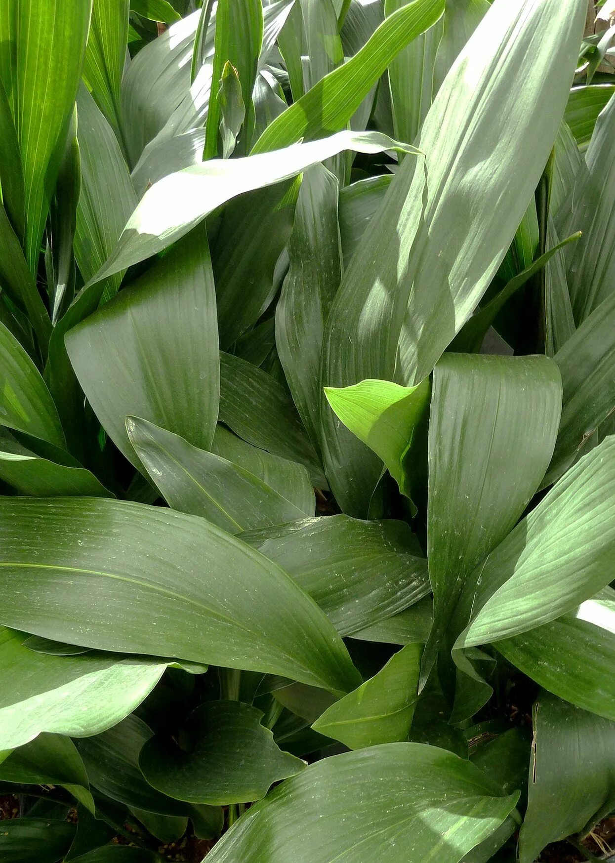 Low plants. Aspidistra elatior. Аспидистра вариегатная. Аспидистра Элатиор. Аспидистра обланцефолиа.