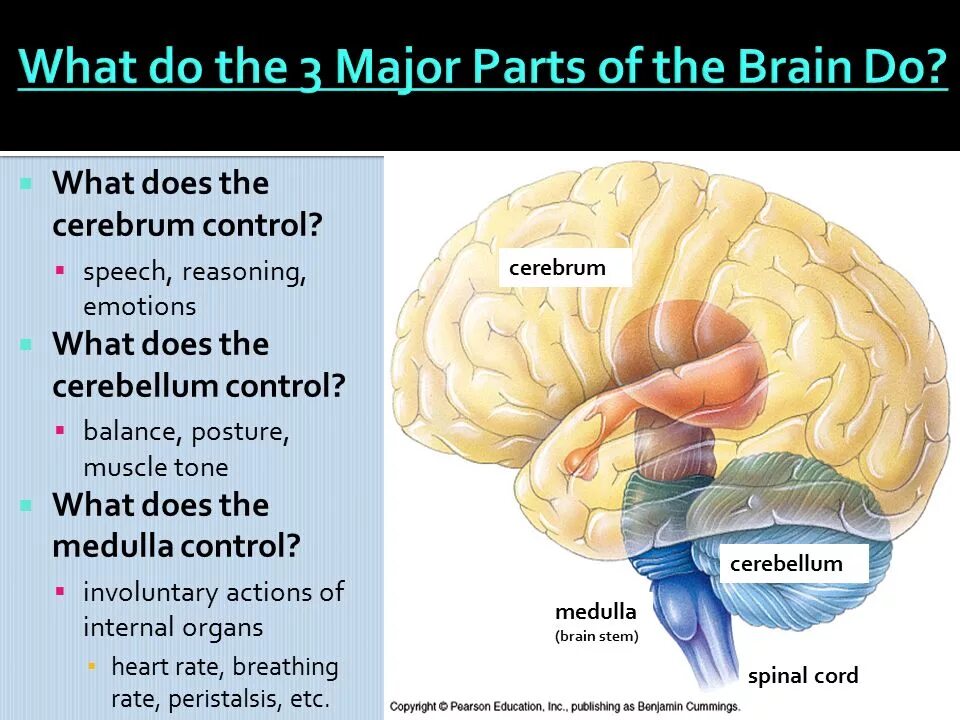 Want brains. Головной мозг презентация. Brain structure. Brain Parts and functions. Parts of Brain and their function.