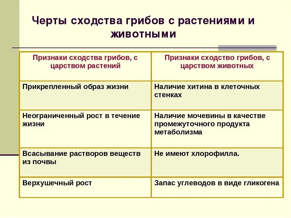 Черты сходства грибов с растениями и животными 7 класс. Черты сходства грибов с растениями и животными 5 класс таблица. Общие признаки грибов с растениями и животными таблица. Признаки сходства грибов с растениями и животными таблица. Признаки и черты различия