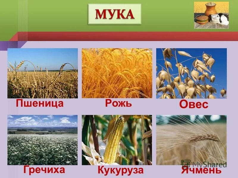 Пшеница рис кукуруза ячмень овёс просо. Гречиха. Семена культурных злаков - пшеницы, риса, кукурузы. Однодольные растения кукуруза. Рис гречиха просо зерновые культуры.