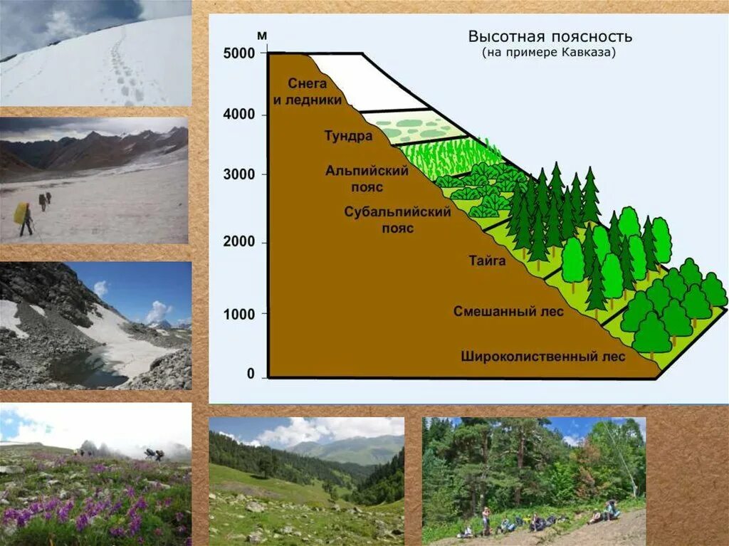 Высотная поясность Западного Кавказа. Высотная поясность в горах. Схема ВЫСОТНОЙ поясности гор Кавказа. Высотная поясность Северного склона большого Кавказа. На какой высоте расположен субальпийский пояс кавказ