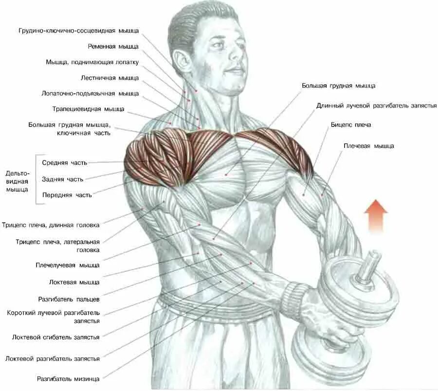 Подъем гантелей перед собой передняя Дельта. Передняя Дельта с гантелями. Упражнения для прокачки мышц плеча. Занятия для дельтовидной мышцы плеча.