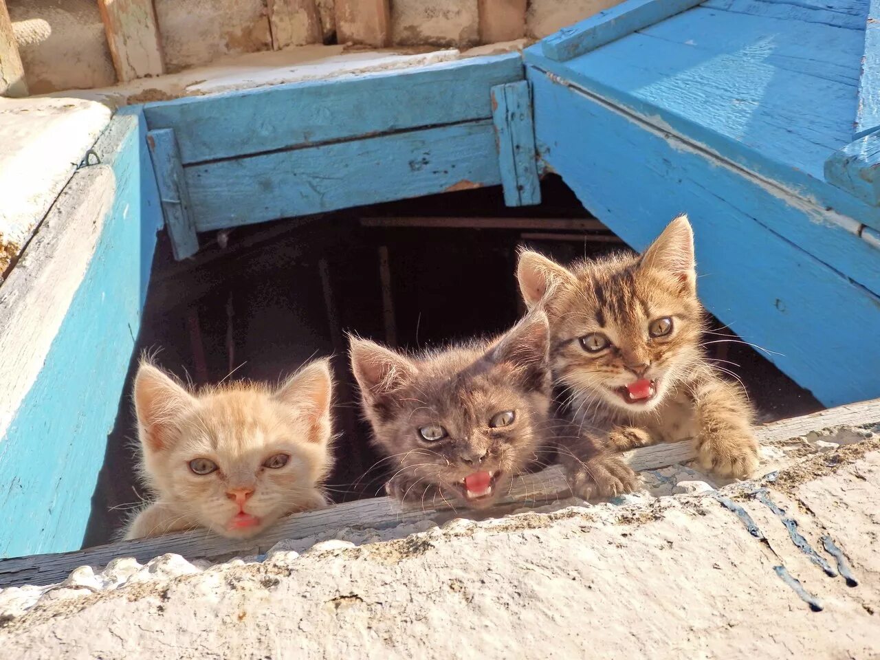 Подбираю бездомных кошек. Котенок на улице. Подбираю бездомных кошек. Бродячий кот. Бродячие кошки.