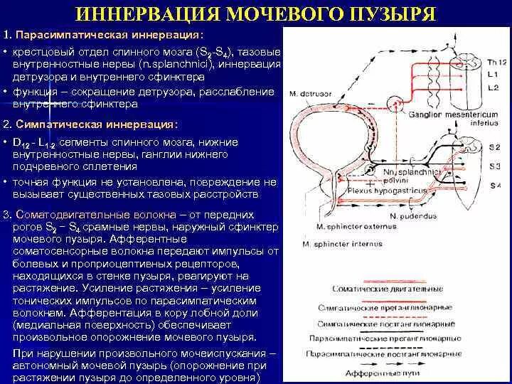 Симпатическая иннервация мочевого пузыря. Симпатическая иннервация мочевого пузыря анатомия. Спинальный центр симпатической иннервации мочевого пузыря. Симпатическая иннервация мочевого пузыря неврология. Нервы мочеиспускание