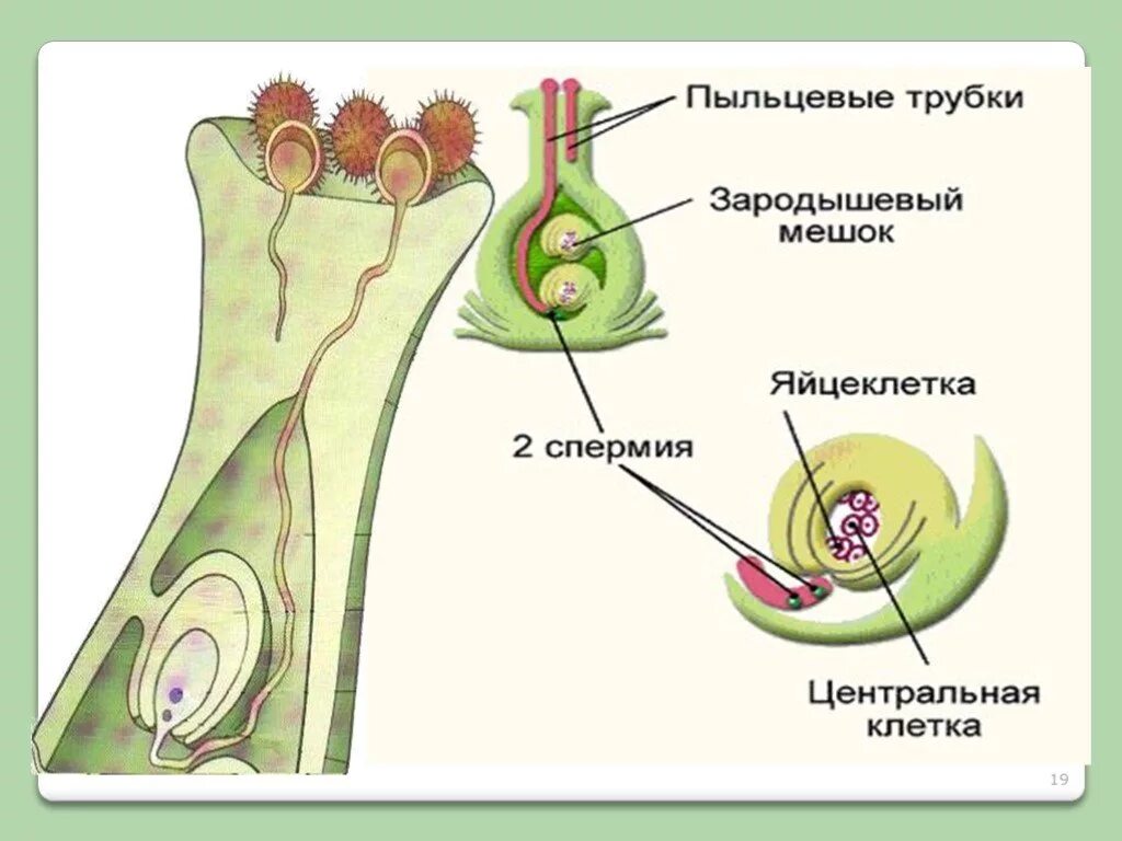 Установите последовательность происходящих при размножении человека. Биология двойное оплодотворение цветковых растений. Схема двойного оплодотворения у покрытосеменных растений. Схема оплодотворения у цветковых растений. Зародышевый мешок растений.