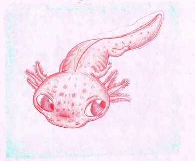 Рисунок аксолотля