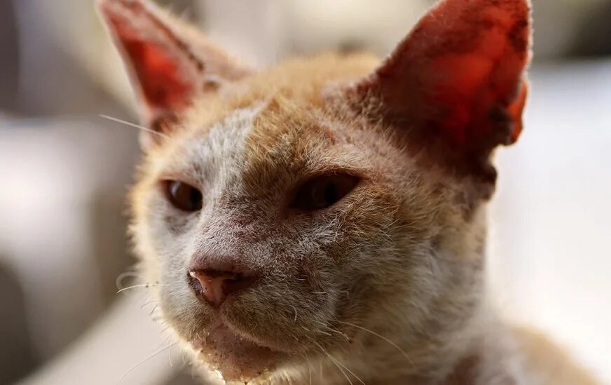 коты кошки болезни