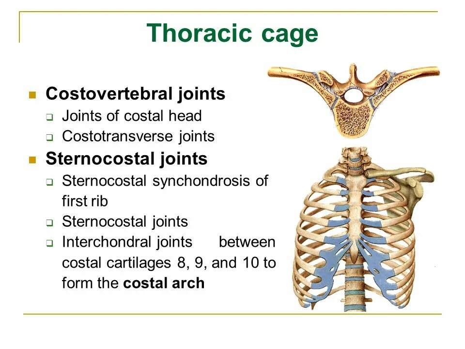 Synchondrosis costae primae. Synchondrosis. synchondrosis sternocostalis. синхондроз латынь.