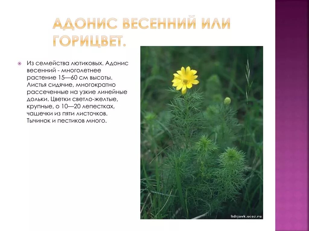 Трава горицвета весеннего на латинском. Трава горицвета весеннего на латинском