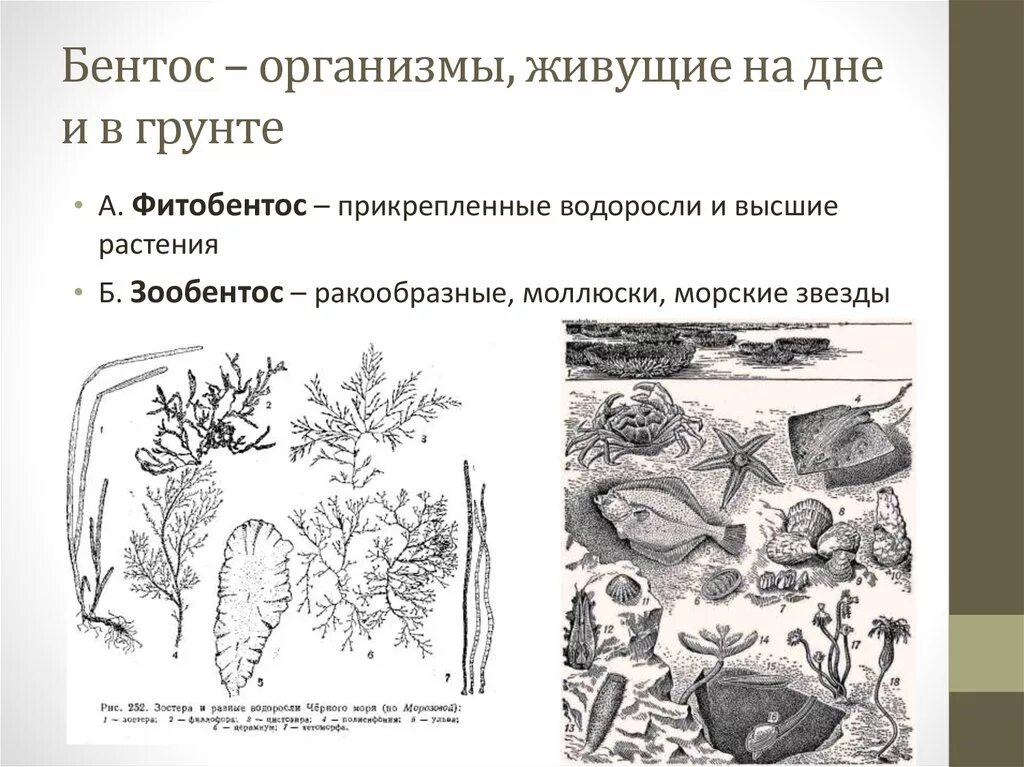 Донные организмы бентос. Бентос примеры. Бентос примеры организмов. Бентосные организмы примеры.