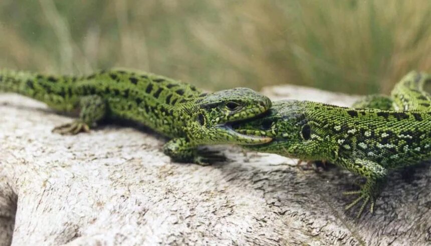 Ящерица прыткая Грузинская. Ящерица прыткая (лат. Lacerta Agilis). Королевская прыткая ящерица. Прыткая ящерица аксонтик. Прыткая ящерица обитает в