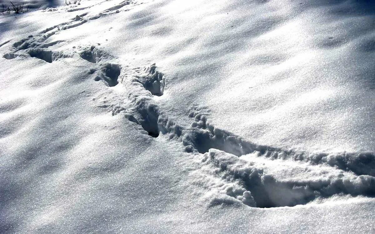 следы расамахина снегу. птичьи следы на снегу картинки для детей. следы на снегу. птичьи следы на снегу. следы на снегу.
