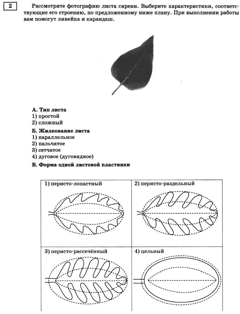 Перисто рассеченная форма листа