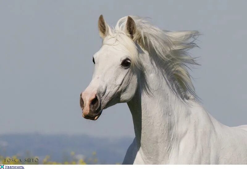 Белая лошадь. Красивая белая лошадь. Белогривый конь. Морда белой лошади.